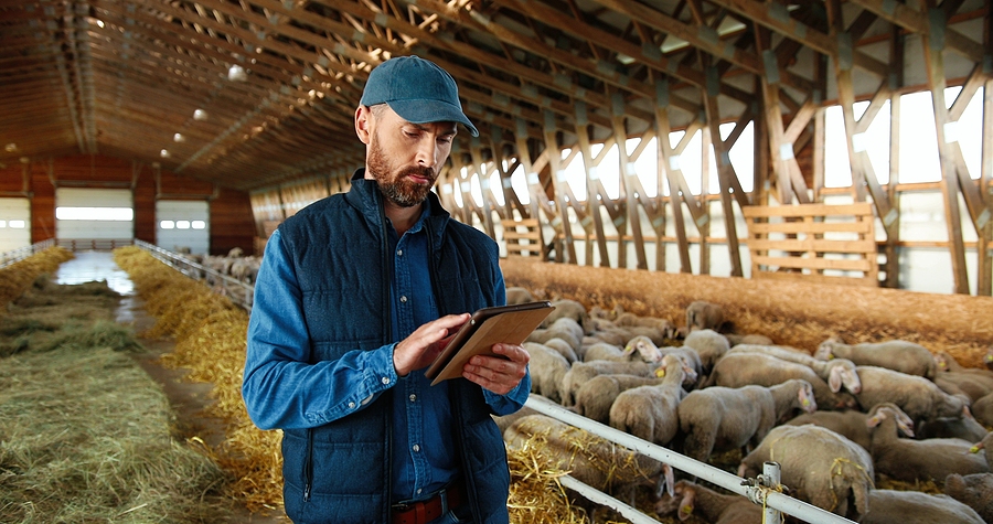 8 Cost-Effective Solutions for Improving Your Sheep Farm
